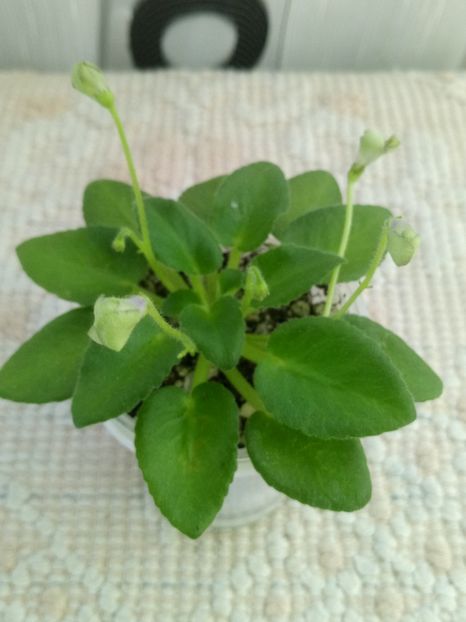 1 feb - Morgan s Junior Mint