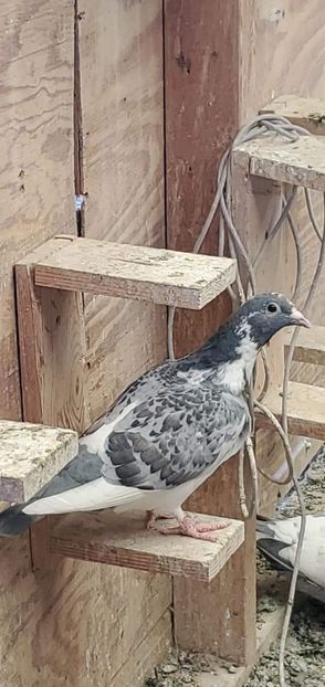  - NU IMI APARTIN ALBUM NR 2