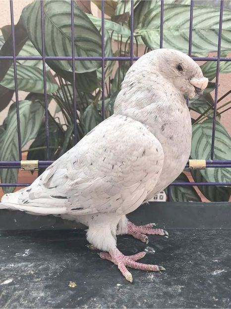  - NU IMI APARTIN ALBUM NR 2