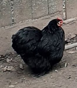  - Conchinchina pitic