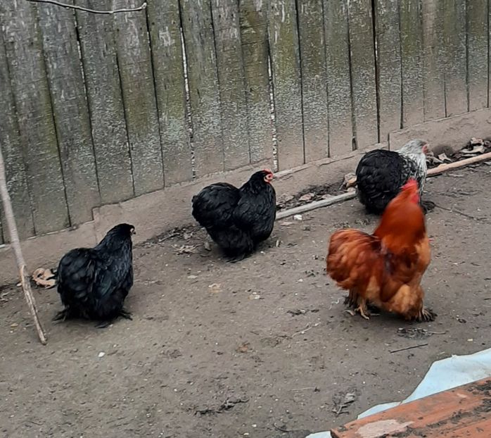  - Conchinchina pitic