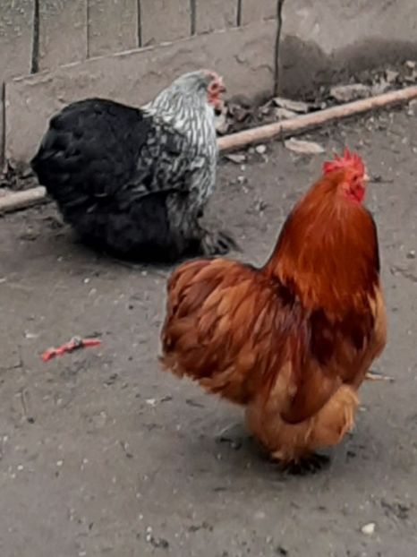  - Conchinchina pitic