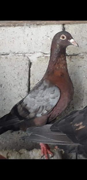  - NU IMI APARTIN ALBUM NR 2