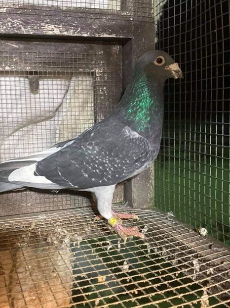  - NU IMI APARTIN ALBUM NR 2