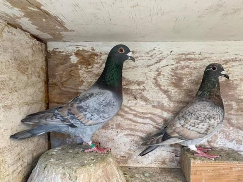  - NU IMI APARTIN ALBUM NR 2