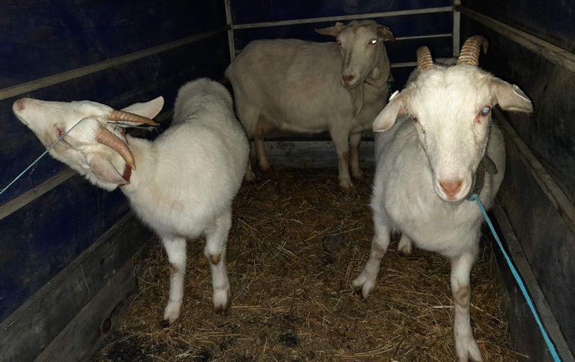 Ultimile aduse de la Dorohoi. - capritele mele