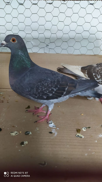  - Achizitii 29 Ianuarie 2021