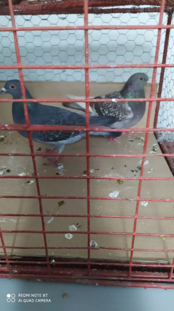  - Achizitii 29 Ianuarie 2021