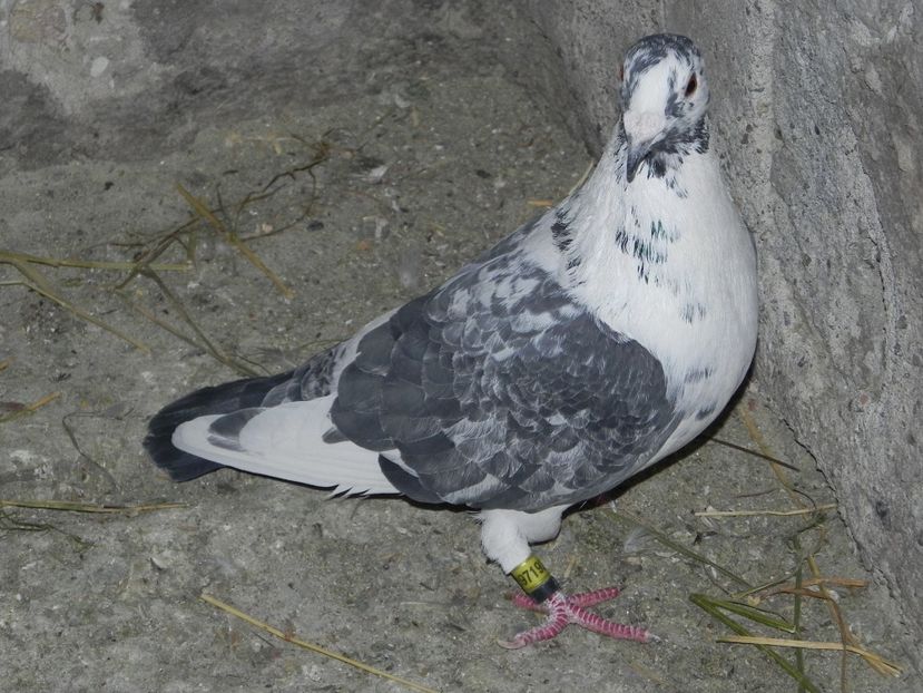M - Porumbei vanduti