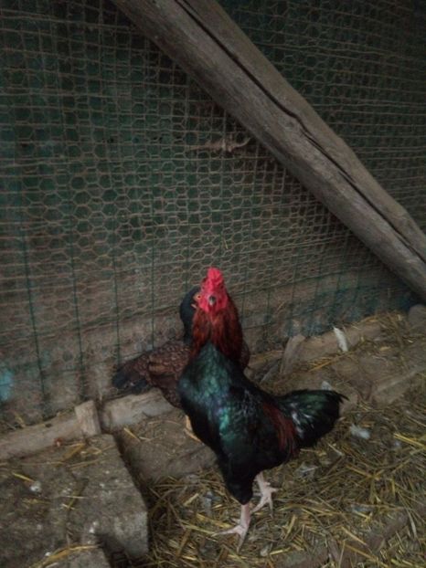  - 9-gaini-Combatant indian pitic