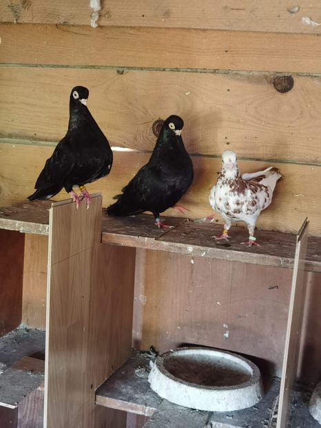 received_336737770681753 - ARDELENI