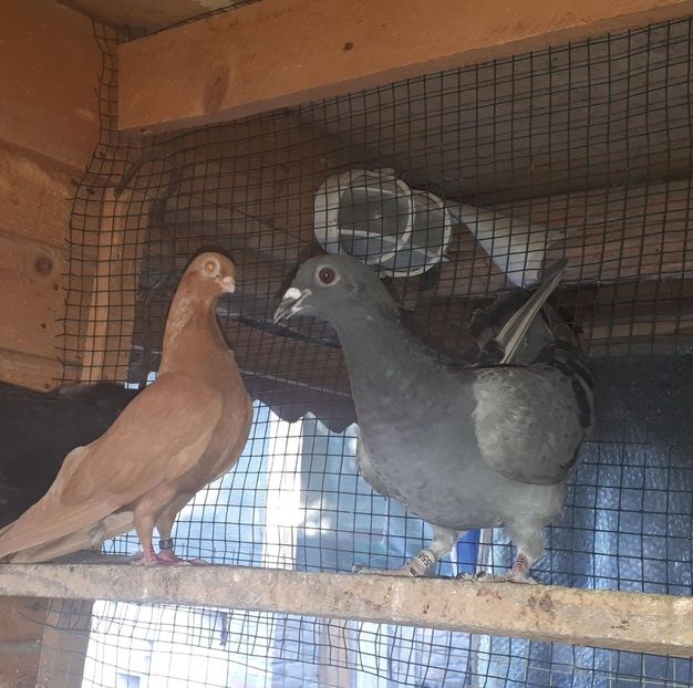 IMG-20200711-WA0007 - ARDELENI