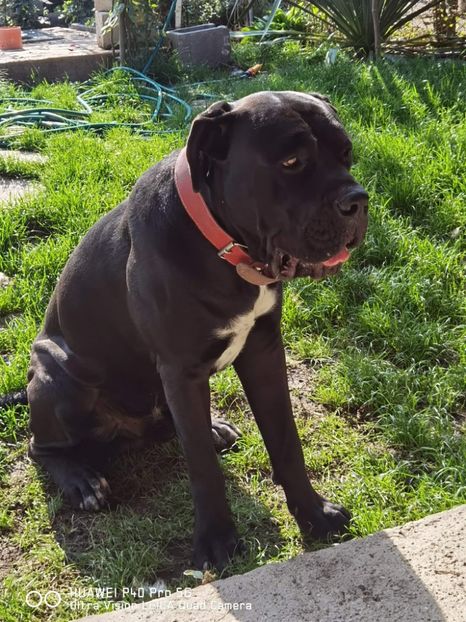 received_990532394755435 - Paza curtii PATĂ