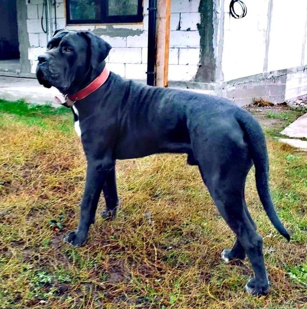 received_365554194887138 - Paza curtii PATĂ