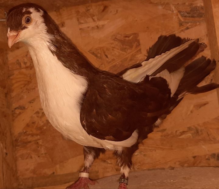  - porumbei care mi-au apartinut