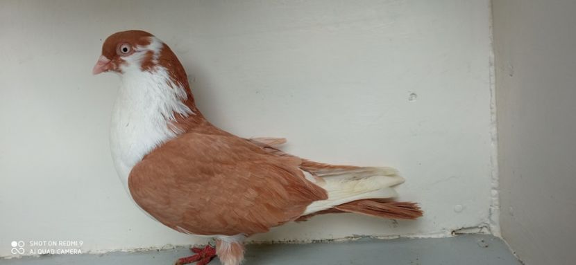  - jucatori de galati pe galben