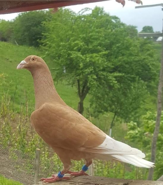  - NU IMI APARTIN ALBUM NR 2