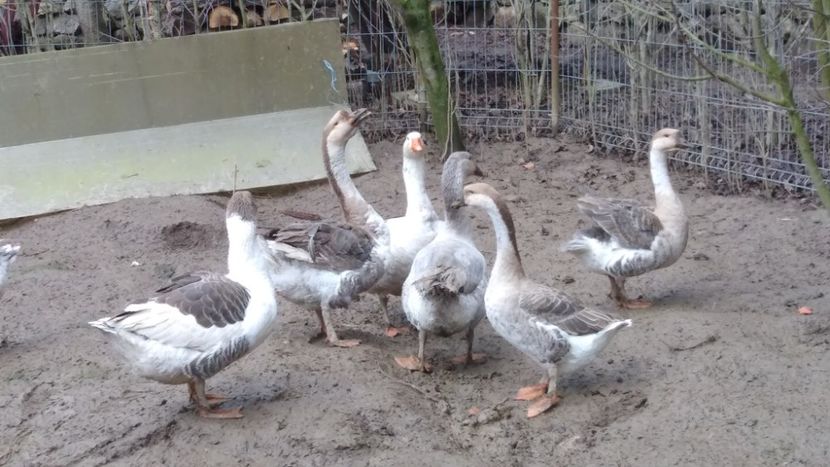  - Gâște 2020-2021
