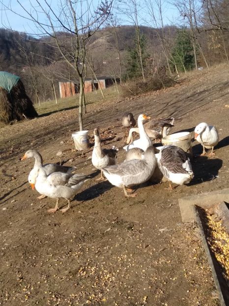  - Gâște 2020-2021