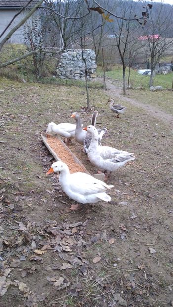  - Gâște 2020-2021