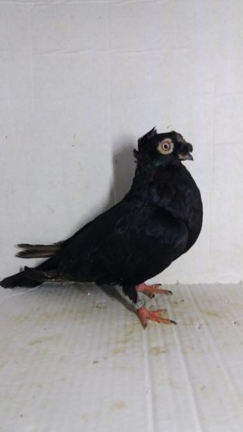 F 2020 - Por bimotati