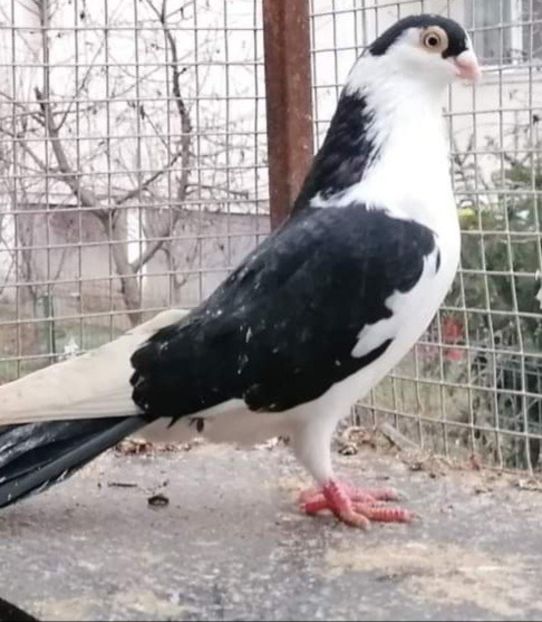  - porumbei care mi-au apartinut
