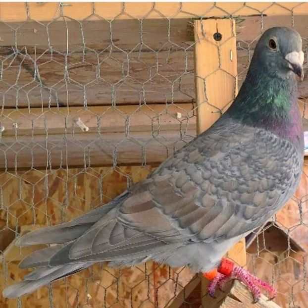  - NU IMI APARTIN ALBUM NR 2