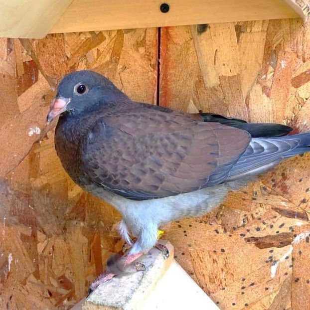  - NU IMI APARTIN ALBUM NR 2