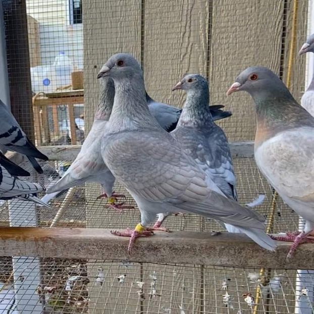  - NU IMI APARTIN ALBUM NR 2