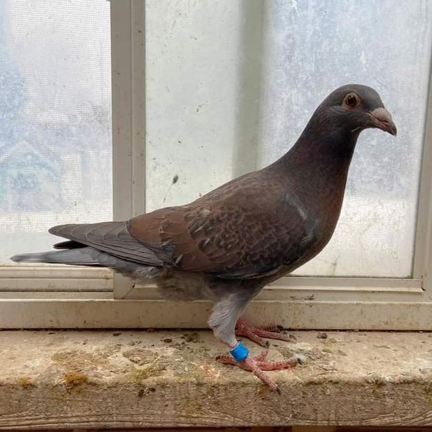  - NU IMI APARTIN ALBUM NR 2