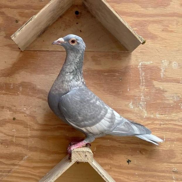  - NU IMI APARTIN ALBUM NR 2