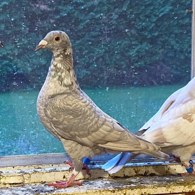  - NU IMI APARTIN ALBUM NR 2