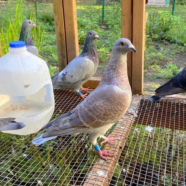  - NU IMI APARTIN ALBUM NR 2