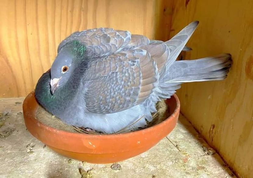  - NU IMI APARTIN ALBUM NR 2