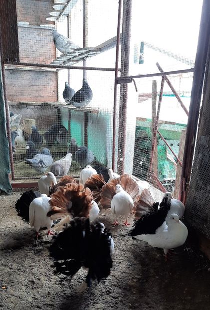  - Voltati albi cu coada neagra și rosie