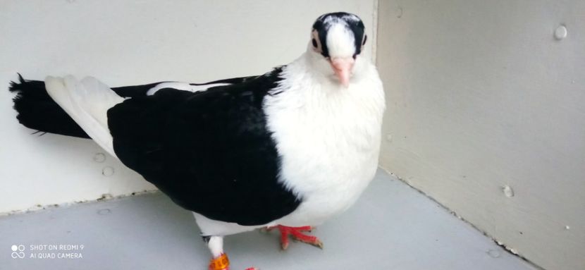  - jucatori de galati pe negru