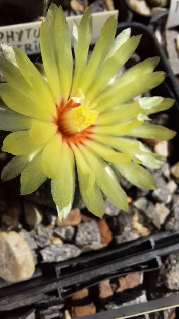 13.08.2020 - Astrophytum asterias
