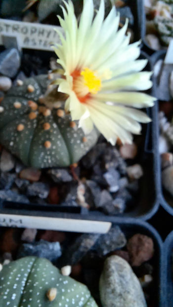 09.09.2020 - Astrophytum asterias