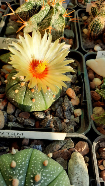 04.11.2020 - Astrophytum asterias