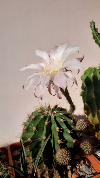  - Echinopsis