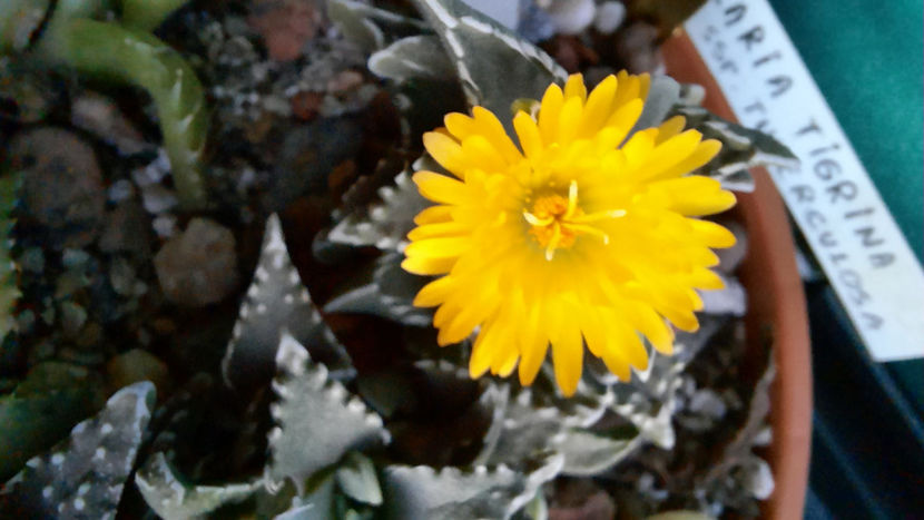 02.01.2021 - Faucaria tigrina ssp tuberculosa
