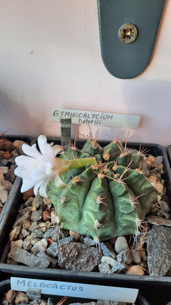 02.08.2020 - Gymnocalycium damsii