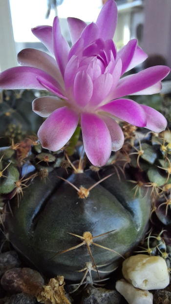 02.08.2020 - Gymnocalycium damsii ssp evae