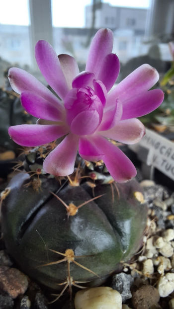 26.08.2020 - Gymnocalycium damsii ssp evae