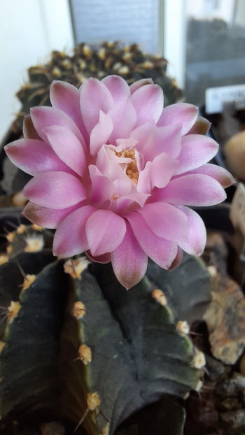 13.08.2020 - Gymnocalycium friedrichii