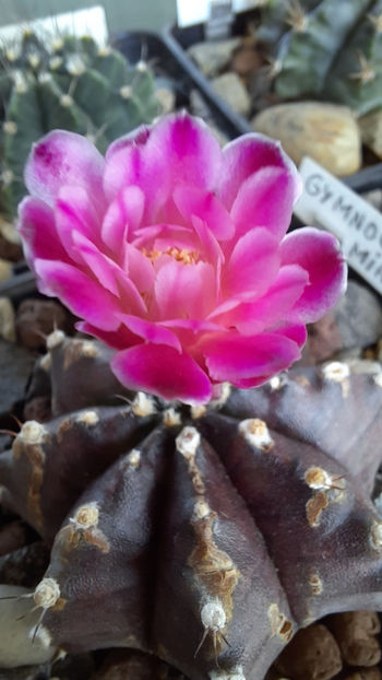 10.08.2020 - Gymnocalycium mihanovichii