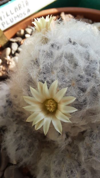 22.11.2020 - Mammillaria plumosa