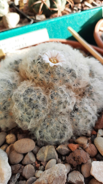 29.12.2020 - Mammillaria plumosa