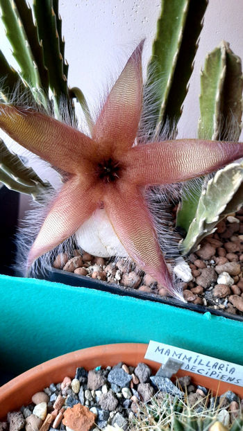  - Stapelia gettleffii