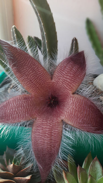 29.10.2020 - Stapelia grandiflora